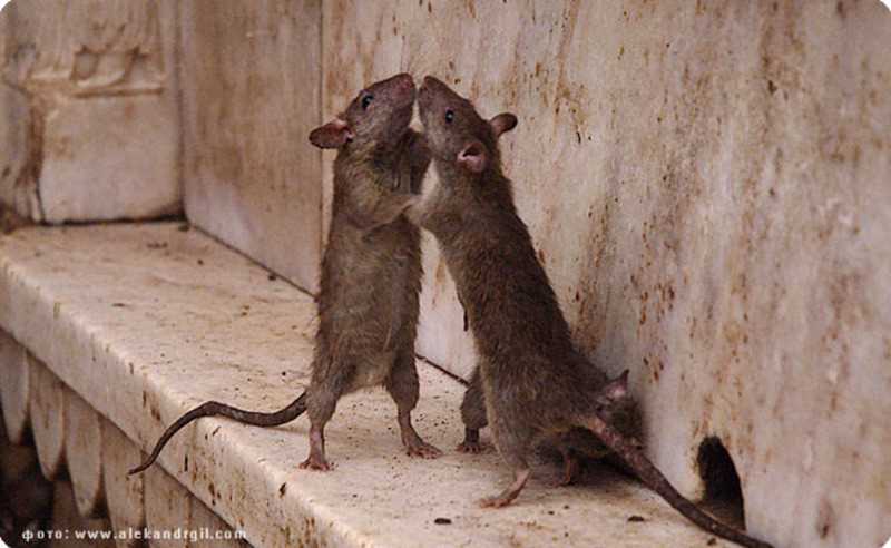 Меры по контролю популяции серой крысы