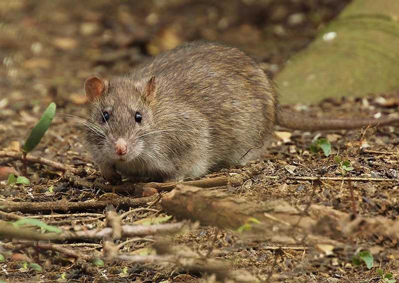 Инфекционные болезни, переносимые серыми крысами