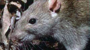 Серая крыса (Rattus norvegicus) – обитатель городских джунглей