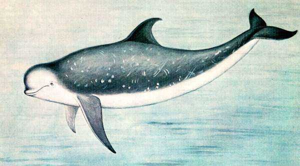 Угрозы и охрана серого дельфина