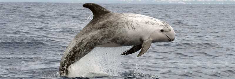 Распространение серого дельфина