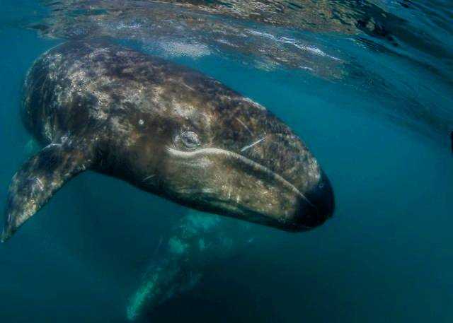 Роль серого кита в экосистеме