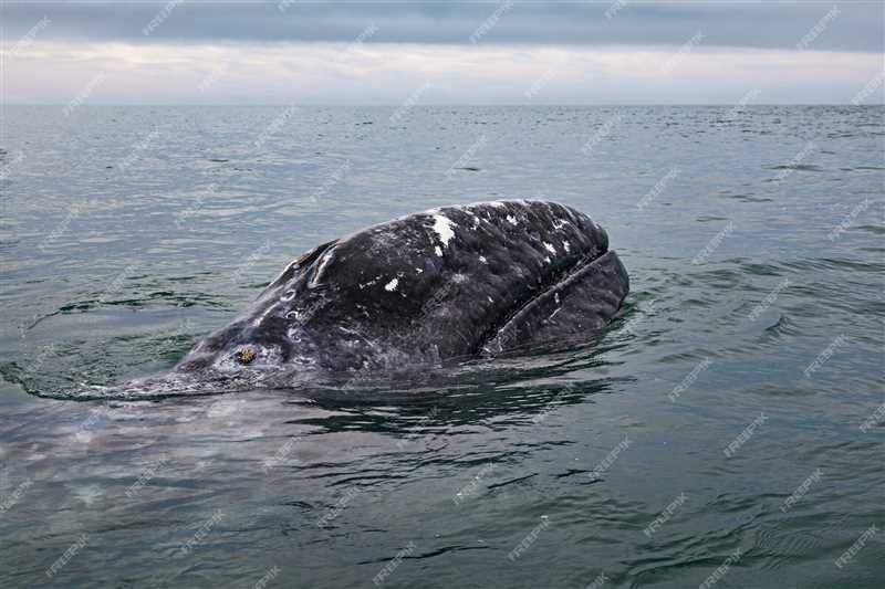 Миграции восточной популяции серого кита