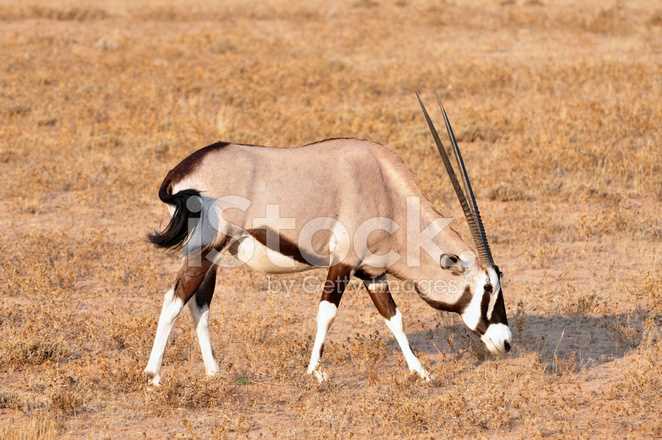 Сернобык (Oryx gazella)