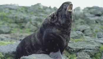 Северный морской котик — описание и особенности