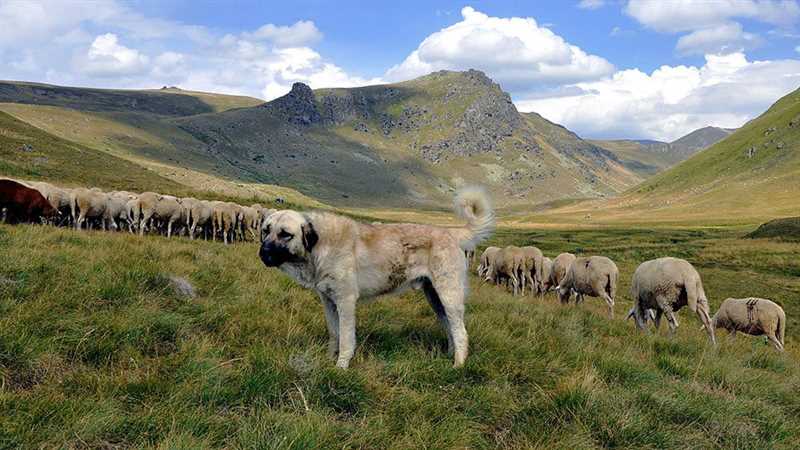Шарпланинская овчарка: плюсы и минусы