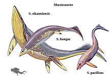 Шастазавр (Shastasaurus) — история и особенности