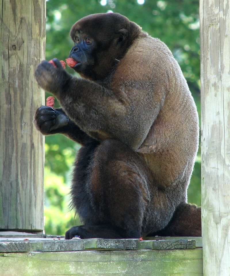 4. Краткая информация о различных видах шерстистых обезьян