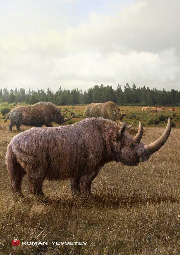 Шерстистый носорог: факты и открытие