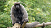 Шерстистые обезьяны (Lagothrix): Интересные факты о мягкой шерсти их клингеров