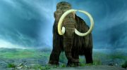 Шерстистый мамонт — когда исчезла древняя гигантская слоновая тварь