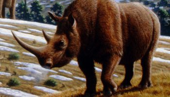 Шерстистый носорог — таинственный обитатель древности