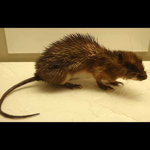 Значимость щетинистых крыс для исследований