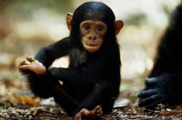 Ареал обитания шимпанзе