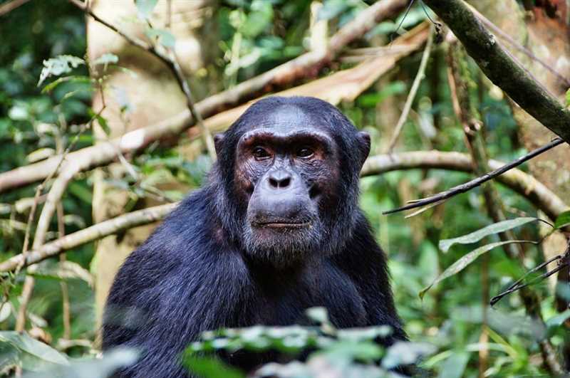 Сохранение и угрозы, стоящие перед шимпанзе