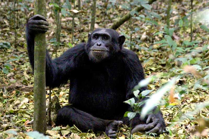 Общение и социальная структура шимпанзе