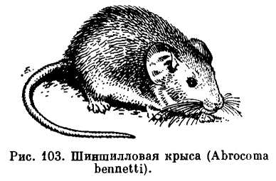 Шиншилловые крысы (Abrocoma)