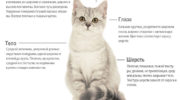 Шотландская прямоухая кошка — плюсы и минусы, особенности породы, сравнение с похожими породами