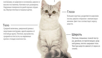 Шотландская прямоухая кошка — плюсы и минусы, особенности породы, сравнение с похожими породами