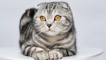 Шотландская вислоухая кошка (скоттиш фолд) — все, что нужно знать