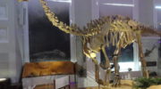 Шунозавр (Shunosaurus) — описание, особенности и образ жизни