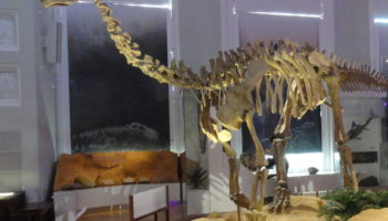 Шунозавр (Shunosaurus) — описание, особенности и образ жизни
