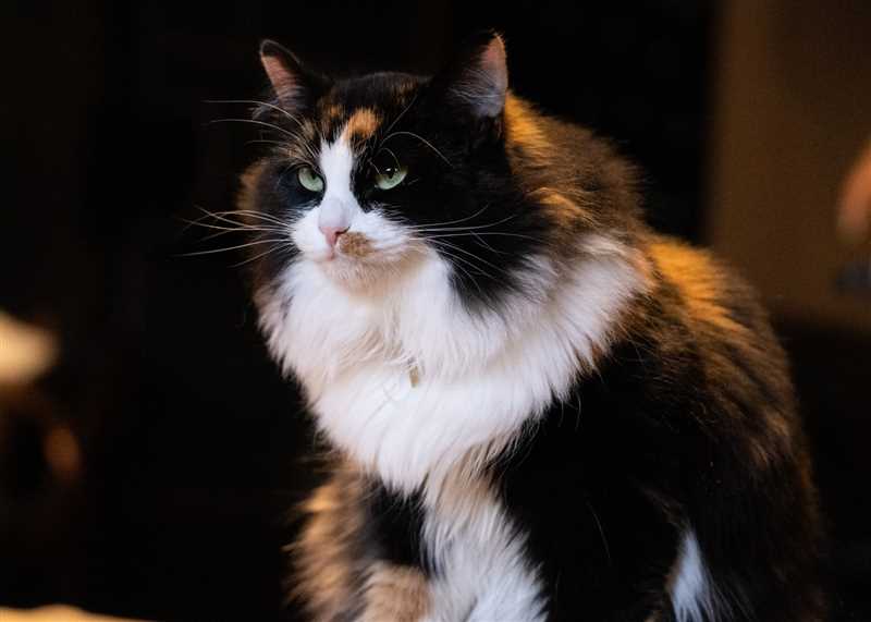Стандарт (внешний вид) сибирской кошки
