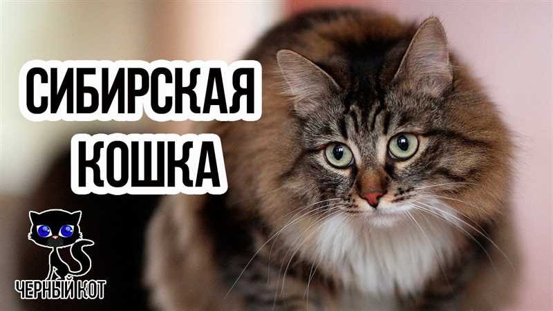 Сибирская кошка: плюсы и минусы
