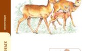 Сибирская косуля (Capreolus pygargus) — особенности, распространение и защита