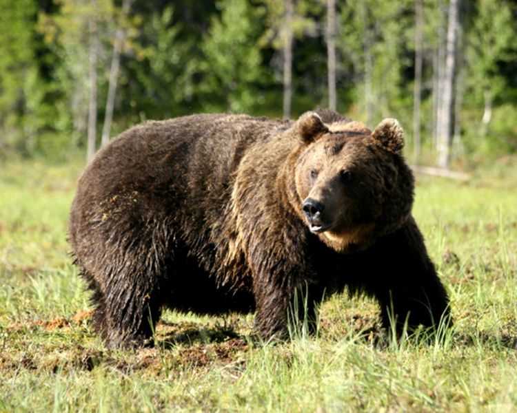 Образ жизни и поведение сибирского бурого медведя 🐻