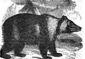 Сибирский бурый медведь (Ursus arctos collaris)