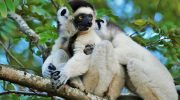 Лемур Индри: обитатель Мадагаскара и загадка эволюции