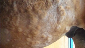 Симптомы и лечение лептоспироза у коров
