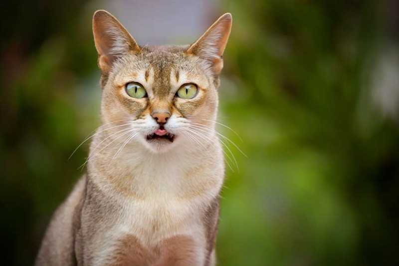 Характер сингапурской кошки