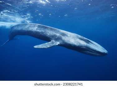 Сравнение синего кита с другими видами китов