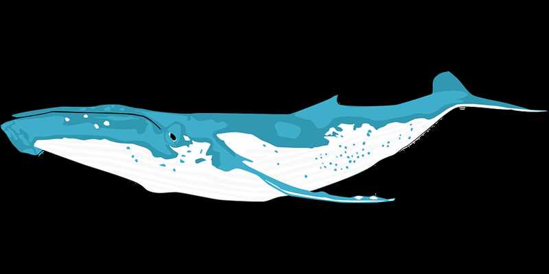 Социальная структура синего кита