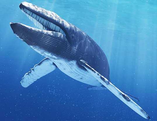 Питание синего кита