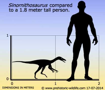 Описание синорнитозавра