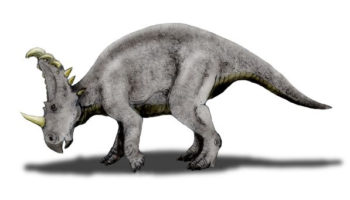 Синоцератопс — особенности исчезнувшего динозавра