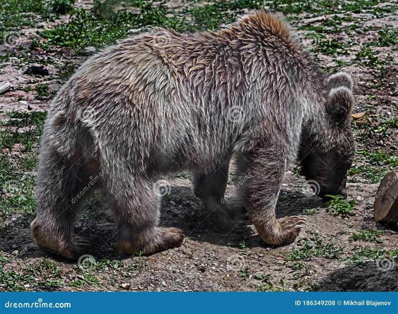 Научные открытия о сирийском буром медведе: