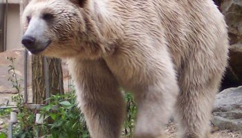 Сирийский бурый медведь — особенности и сохранение