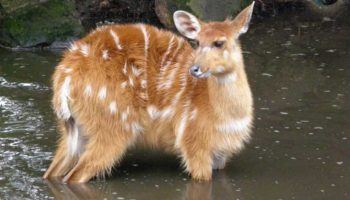 Ситатунга (Tragelaphus spekii) — описание, особенности, образ жизни