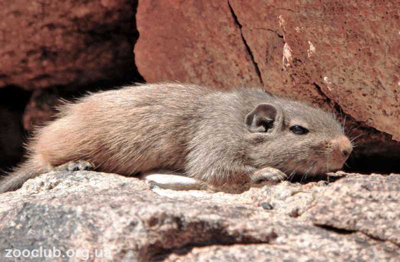 Биологические особенности скальной крысы: анатомия и физиология