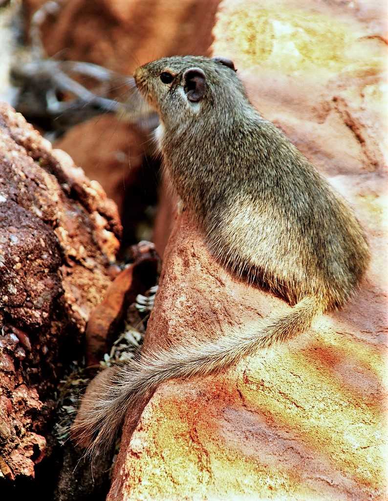 Влияние скальной крысы на экосистему: экологическая роль