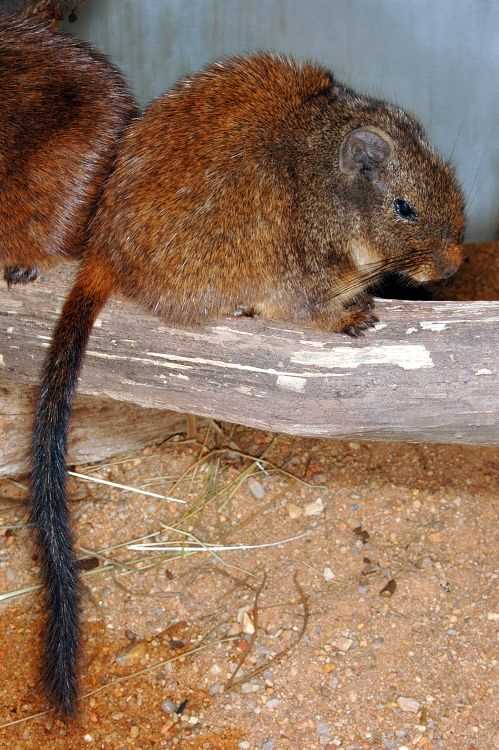 Эволюция и классификация скальной крысы