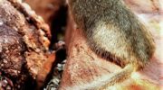 Скальная крыса (Petromus typicus) — особенности и образ жизни