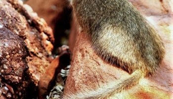 Скальная крыса (Petromus typicus) — особенности и образ жизни