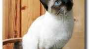 Скиф-тай-дон (Той-боб) — подробная информация о породе кошек