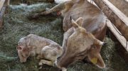 Сколько длится беременность у коровы, сколько месяцев вынашивает теленка