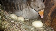 Сколько сидят гуси на яйцах